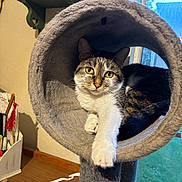 Honey Girl is registered to the contest to win money with this photo: animal, cat, cat_tunnel, cozy, curious, daylight, fur, furniture, home, household_items, indoor, paw, pet, photo_frame, resting, shelf, tabby, table, window, yellow_eyes