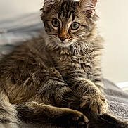 Ohana participe au concours pour gagner de l'argent avec cette photo : kitten, cat, tabby, fur, whiskers, paws, soft, blanket, indoor, cute, curious, pet, animal, young, relaxed, feline, closeup, laying, cozy, domestic