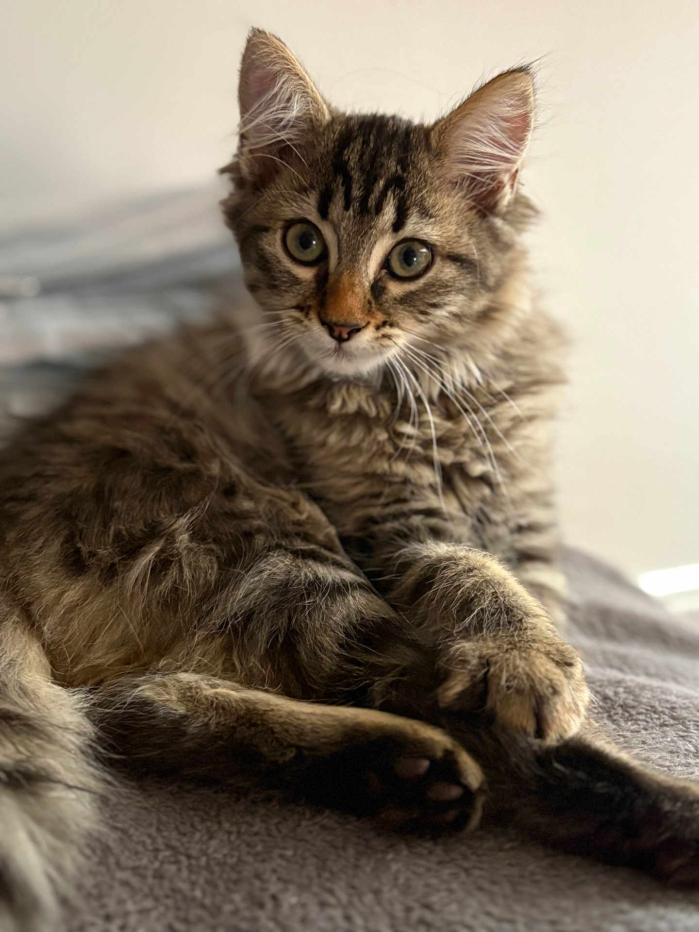 Ohana participe au concours pour gagner de l'argent avec cette photo : kitten, cat, tabby, fur, whiskers, paws, soft, blanket, indoor, cute, curious, pet, animal, young, relaxed, feline, closeup, laying, cozy, domestic