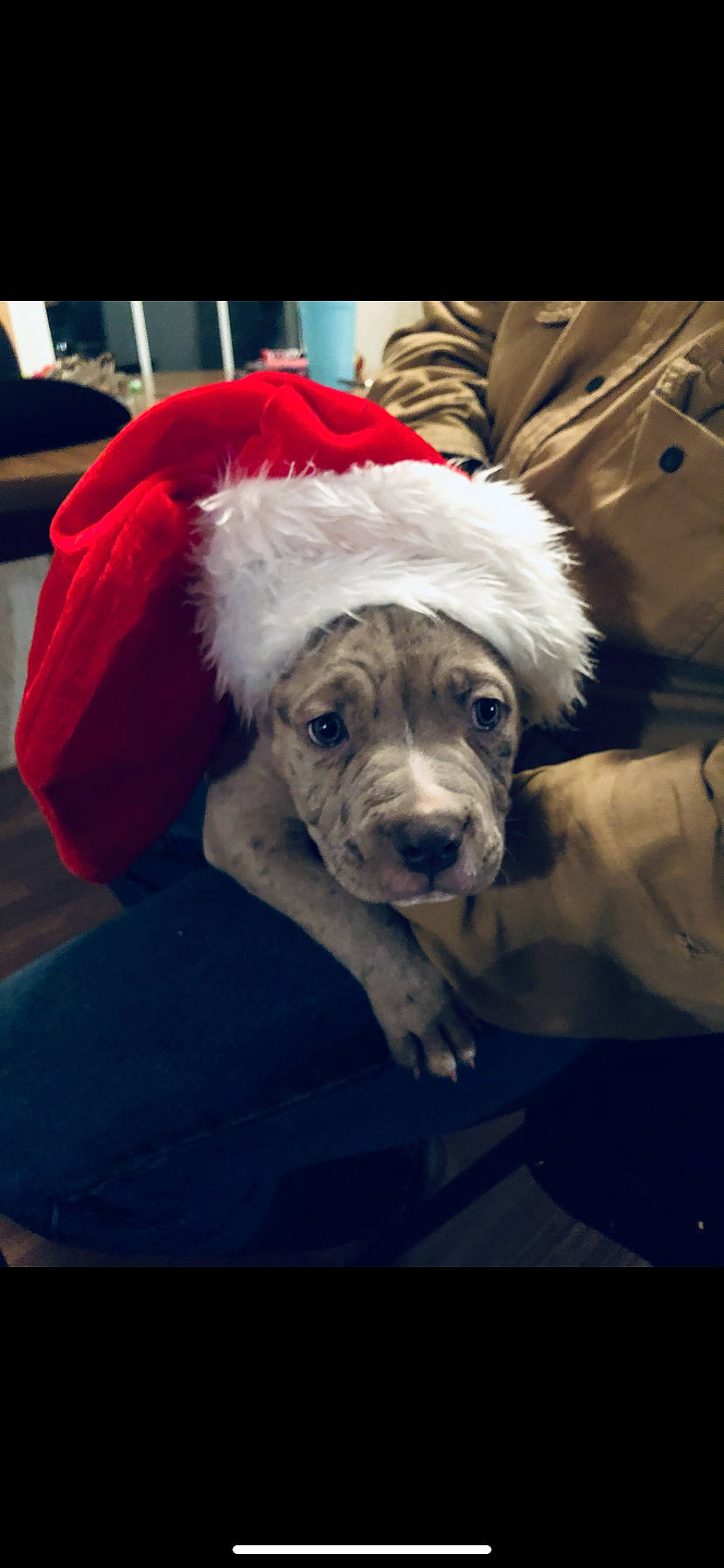 Titan joined the competition — help win amazing prizes! beard, canidae, carnivore, companion_dog, dog, dog_breed, dog_clothes, event, eyewear, fictional_character, fur, fur_clothing, happy, santa_claus, snout, sporting_group, t_shirt, toy_dog, working_animal, wrinkle