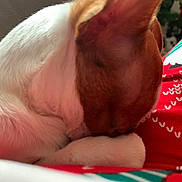 Patches is registered to the contest to win money with this photo: animal, blanket, brown_fur, close_up, comfort, cozy, cuddle, cute, dog, fur, indoor, patterned, pet, red, relaxation, resting, sleeping, small_dog, snuggling, white_fur