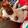 Patches is registered to the contest to win money with this photo: animal, blanket, brown_and_white, close_up, comfort, couch, cute, dog, ears, eyes, fur, indoor, nose, patterned_blanket, paw, pet, puppy, red_blanket, resting, snout