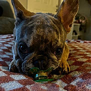 Odin joined the competition — help win amazing prizes! dog, french_bulldog, brindle, pacifier, blanket, indoor, close_up, pet, cute, lying_down, animal, face, ears, nose, paw, domestic_animal, fur, expression, cozy, home