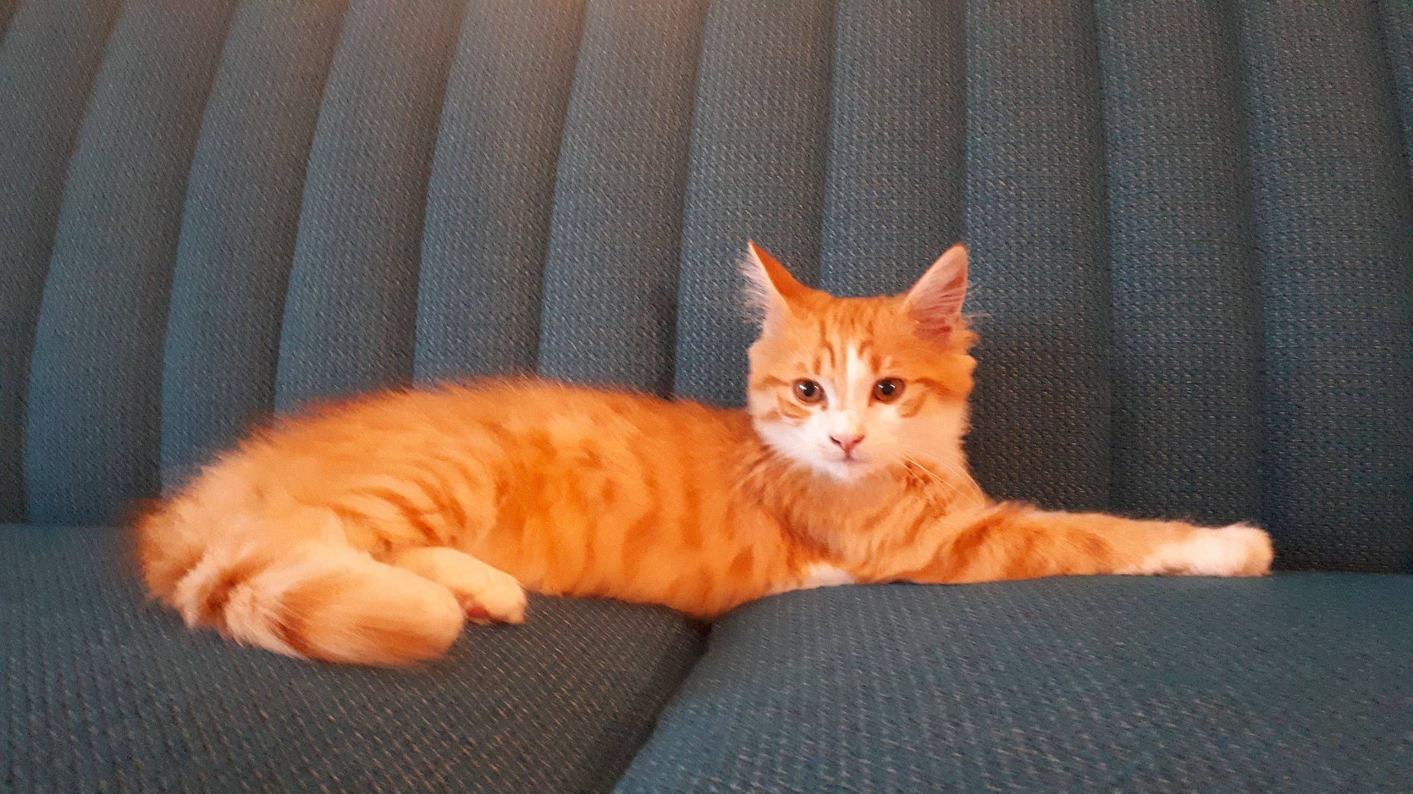 Rafaa a rejoint le concours — aidez-le/la à gagner de superbes lots ! aegean_cat, american_wirehair, arabian_mau, asian, carnivore, cat, cymric, domestic_short_haired_cat, european_shorthair, fawn, felidae, fur, kitten, mammal, paw, polydactyl_cat, small_to_medium_sized_cats, tabby_cat, vertebrate, whiskers