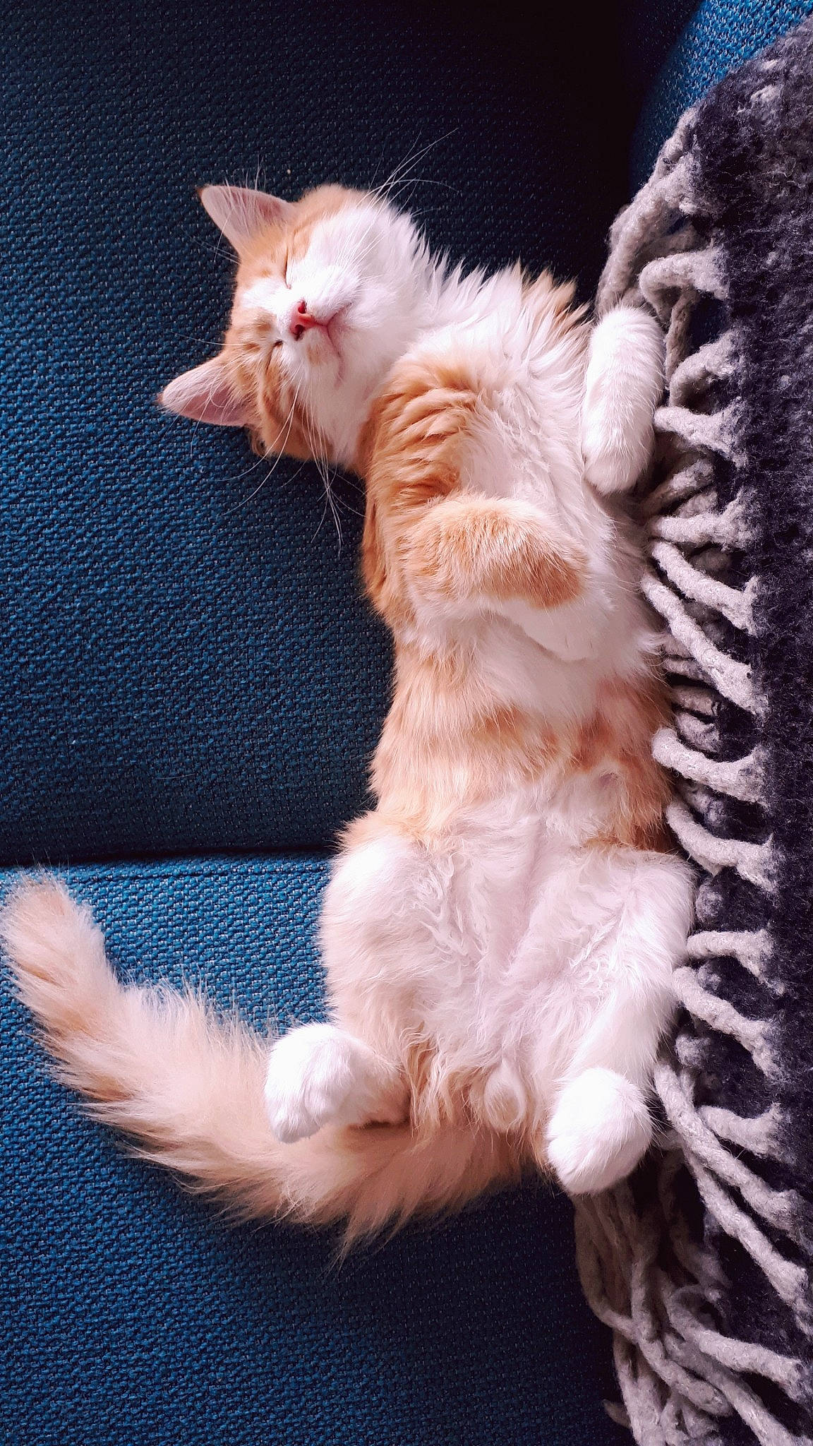 Rafaa participe au concours pour gagner de l'argent avec cette photo : carnivore, cat, claw, ear, felidae, fur, german_rex, kitten, laperm, maine_coon, mammal, norwegian_forest_cat, oriental_longhair, paw, polydactyl_cat, small_to_medium_sized_cats, tail, turkish_angora, vertebrate, whiskers