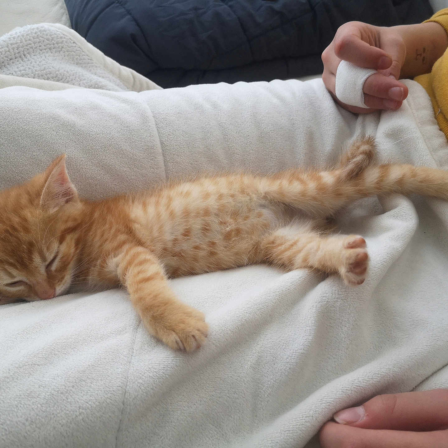 Jean François Simba