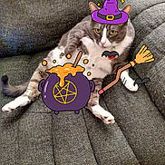 Jewels joined the competition — help win amazing prizes! Halloween, animal, bats, broomstick, cat, cauldron, couch, cute, decorations, digital_stickers, funny_pose, furniture, gray_cat, gray_fabric, indoors, pet, relaxed, sitting, white_cat, witch_hat