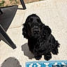 Altea a rejoint le concours — aidez-le/la à gagner de superbes lots ! dog, black_dog, spaniel, pet, animal, sitting, outdoor, sunlight, patio, concrete, grass, shadow, chair, furniture, portrait, fluffy_fur, long_ears, black_fur, looking_at_camera, companion_animal