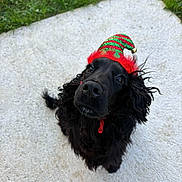 Altea participe au concours pour gagner de l'argent avec cette photo : dog, black_dog, elf_hat, festive, christmas, holiday, pet, portrait, outdoor, grass, walkway, pavement, fluffy, long_hair, curly_fur, looking_up, close_up, collar, bell, playful
