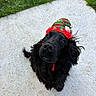 dog, black_dog, elf_hat, festive, christmas, holiday, pet, portrait, outdoor, grass, walkway, pavement, fluffy, long_hair, curly_fur, looking_up, close_up, collar, bell, playful