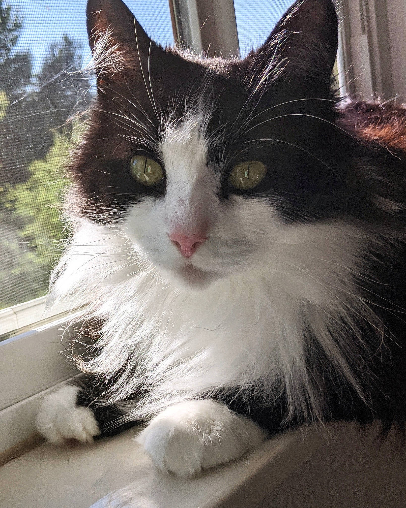 Elton joined the competition — help win amazing prizes! aegean_cat, black_and_white, carnivore, cat, domestic_long_haired_cat, domestic_short_haired_cat, felidae, fur, mammal, norwegian_forest_cat, polydactyl_cat, ragamuffin, small_to_medium_sized_cats, snout, whiskers