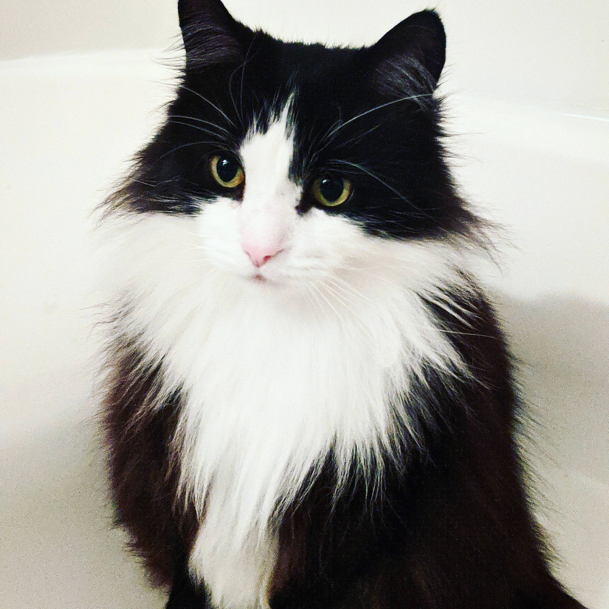 Elton is registered to the contest to win money with this photo: asian_semi_longhair, black_and_white, black_cat, british_semi_longhair, carnivore, cat, cymric, domestic_long_haired_cat, domestic_short_haired_cat, eye, felidae, fur, kitten, mammal, norwegian_forest_cat, ragamuffin, small_to_medium_sized_cats, vertebrate, whiskers