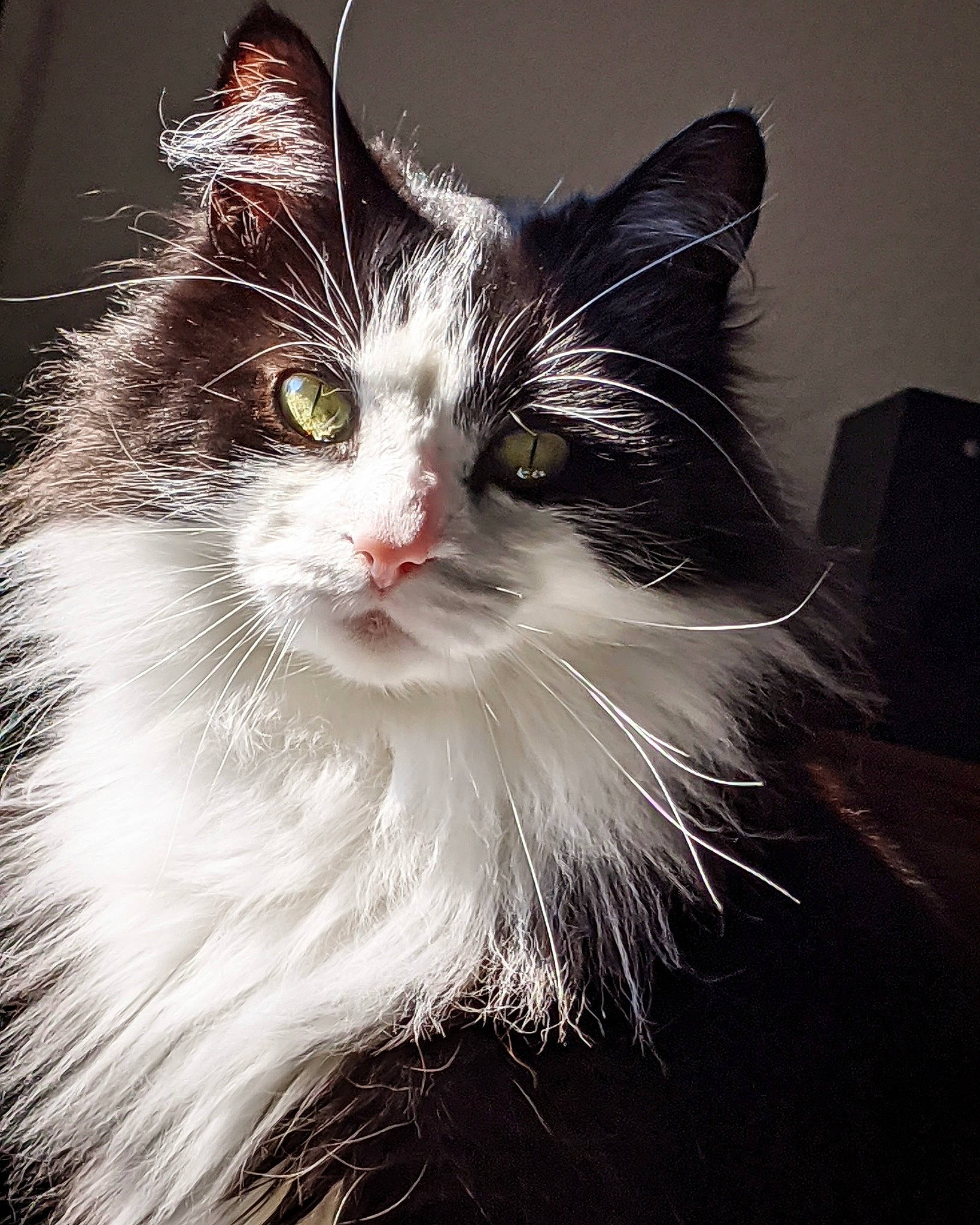 Elton is registered to the contest to win money with this photo: black_and_white, carnivore, cat, domestic_long_haired_cat, ear, eye, felidae, fur, kitten, mammal, norwegian_forest_cat, ragamuffin, small_to_medium_sized_cats, snout, whiskers