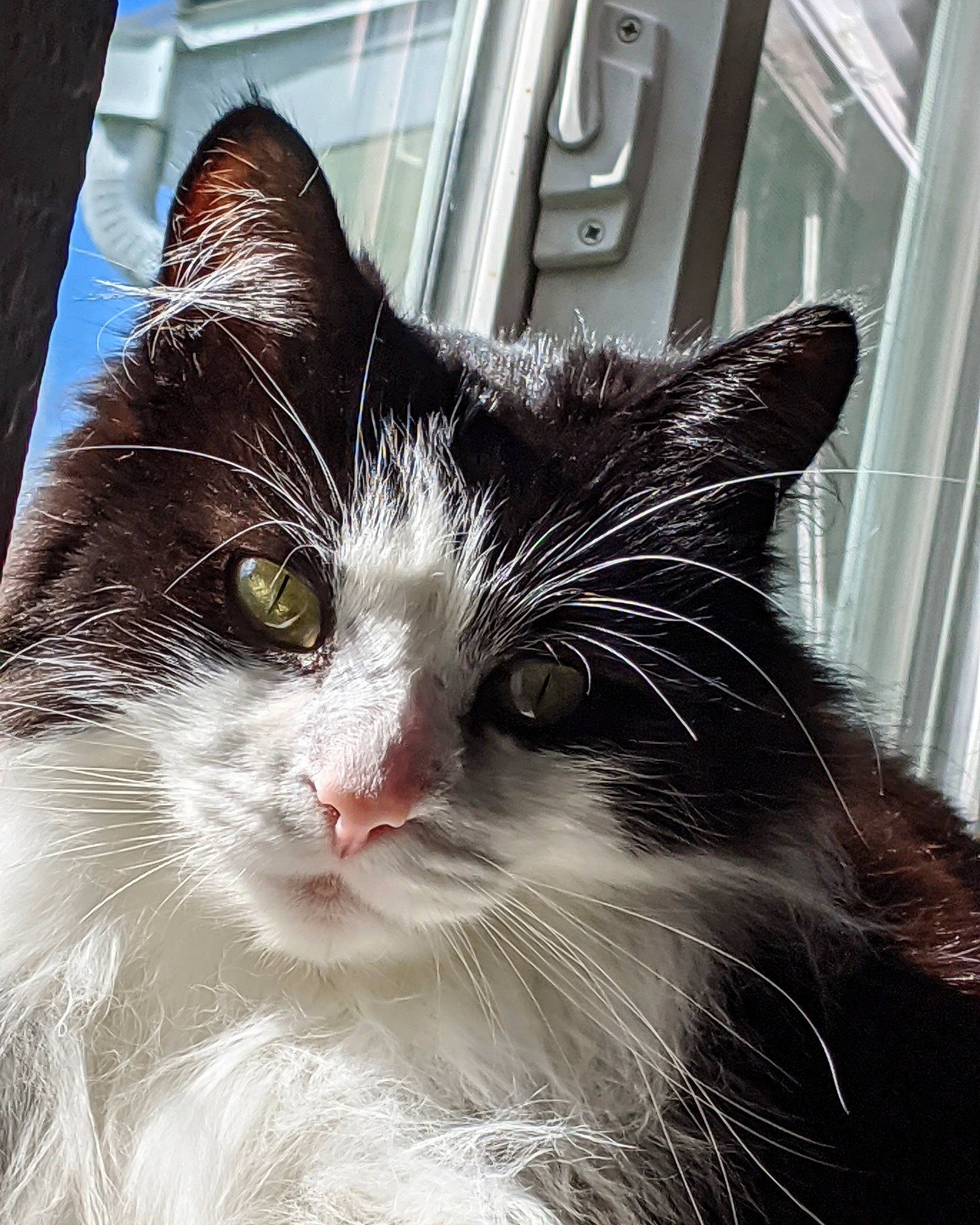 Elton joined the competition — help win amazing prizes! aegean_cat, black_and_white, carnivore, cat, close_up, domestic_short_haired_cat, ear, eye, felidae, fur, kitten, norwegian_forest_cat, nose, small_to_medium_sized_cats, snout, tabby_cat, whiskers, window