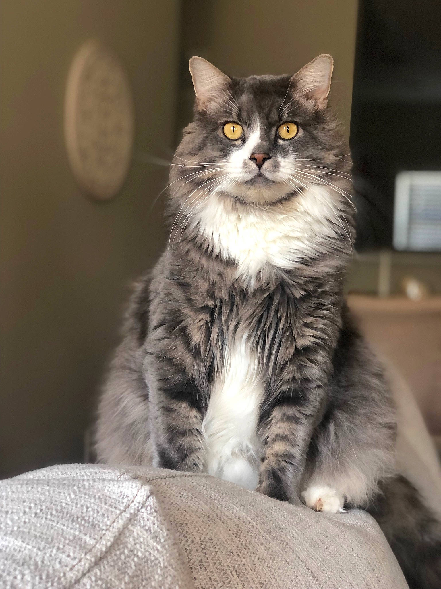 Bud joined the competition — help win amazing prizes! carnivore, cat, claw, domestic_short_haired_cat, eye, felidae, fur, grey, maine_coon, monochrome_photography, paw, sitting, small_to_medium_sized_cats, snout, tail, terrestrial_animal, whiskers, wildlife