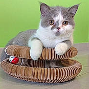 Mimi a rejoint le concours — aidez-le/la à gagner de superbes lots ! cat, kitten, gray_and_white, cardboard_scratch_pad, toy_ball, indoor, green_wall, floor, pet, cute, feline, paw, resting, young_cat, playful, domestic_animal, animal, pet_toy, relaxed, curious