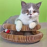 cat, kitten, gray_and_white, cardboard_scratch_pad, toy_ball, indoor, green_wall, floor, pet, cute, feline, paw, resting, young_cat, playful, domestic_animal, animal, pet_toy, relaxed, curious