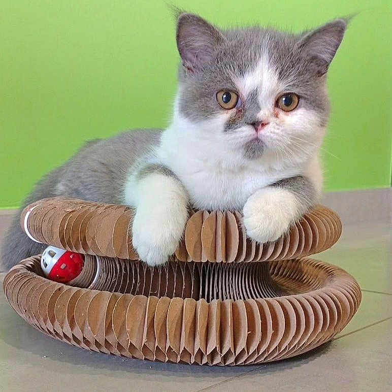 Mimi a rejoint le concours — aidez-le/la à gagner de superbes lots ! cat, kitten, gray_and_white, cardboard_scratch_pad, toy_ball, indoor, green_wall, floor, pet, cute, feline, paw, resting, young_cat, playful, domestic_animal, animal, pet_toy, relaxed, curious