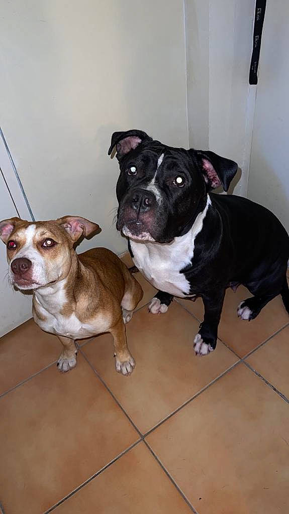 Lorna participe au concours pour gagner de l'argent avec cette photo : boston_terrier, canidae, carnivore, collar, companion_dog, dog, dog_breed, dog_collar, fawn, flooring, fur, laptop, liver, non_sporting_group, puppy, sporting_group, tail, toy_dog, whiskers, working_animal