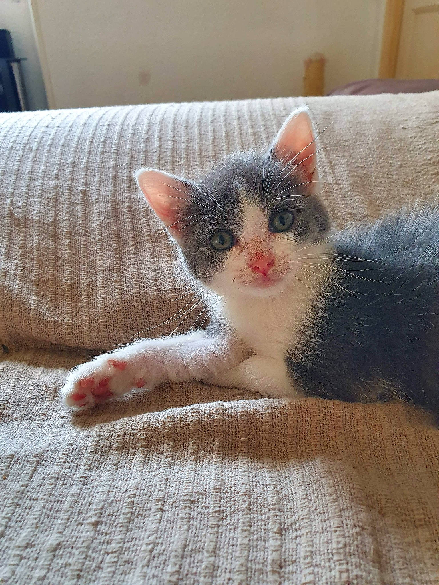 Mya participe au concours pour gagner de l'argent avec cette photo : carnivore, cat, claw, comfort, domestic_short_haired_cat, eye, fawn, felidae, flooring, foot, fur, hardwood, paw, small_to_medium_sized_cats, snout, tail, textile, whiskers, wood, woven_fabric