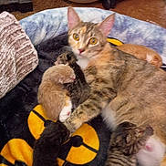 Myla joined the competition — help win amazing prizes! cat, kitten, mother_cat, sleeping, animal, pet, feline, bed, blanket, cute, indoor, resting, fur, young, family, warm, comfort, nurturing, domestic, nest