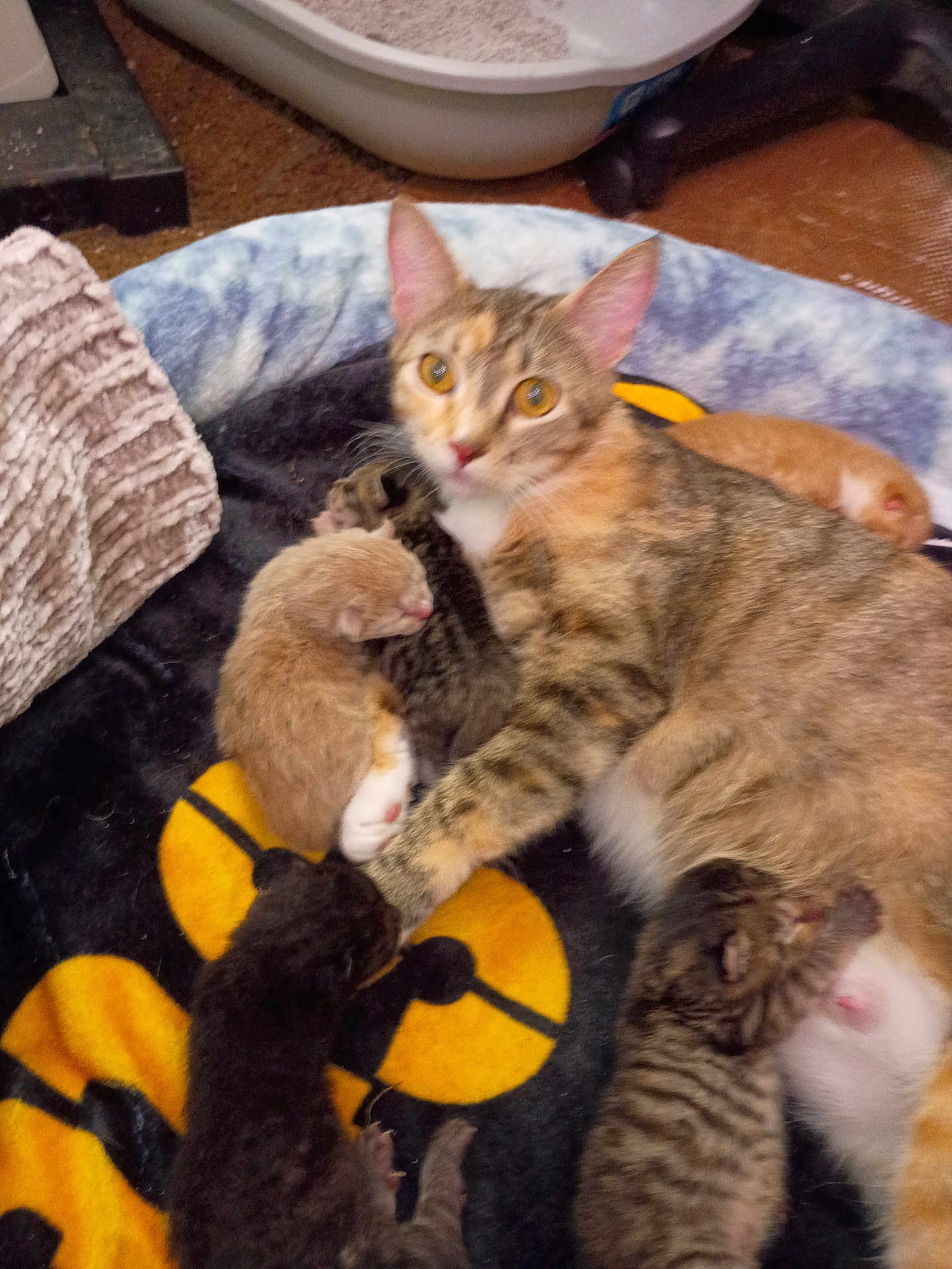 Myla joined the competition — help win amazing prizes! cat, kitten, mother_cat, sleeping, animal, pet, feline, bed, blanket, cute, indoor, resting, fur, young, family, warm, comfort, nurturing, domestic, nest