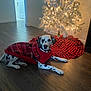dalmatian, dog, red_sweater, plaid, christmas_tree, tree_lights, tree_skirt, wooden_floor, indoor, holiday, festive, decorations, pets, black_and_white, spots, relaxing, cozy, warm_lighting, ornaments, living_room