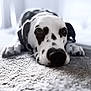Molly is registered to the contest to win money with this photo: dog, dalmatian, pet, lying_down, carpet, close_up, black_and_white, spots, animal, indoor, portrait, fur, cute, relaxed, snout, ears, whiskers, floor, soft_light, resting
