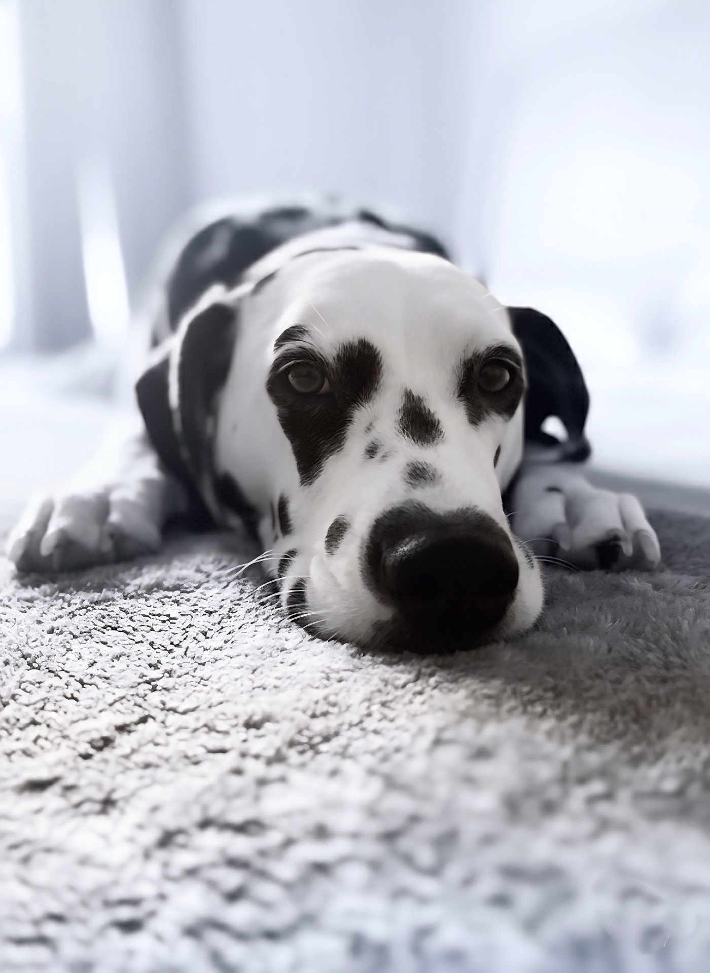 Molly is registered to the contest to win money with this photo: dog, dalmatian, pet, lying_down, carpet, close_up, black_and_white, spots, animal, indoor, portrait, fur, cute, relaxed, snout, ears, whiskers, floor, soft_light, resting