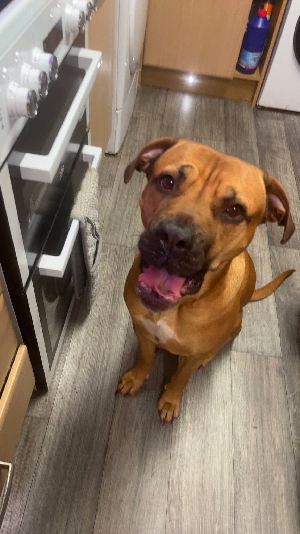 Peppa joined the competition — help win amazing prizes! biting, carnivore, companion_dog, dog, dog_breed, fawn, floor, flooring, guard_dog, hardwood, molosser, non_sporting_group, plank, snout, sporting_group, varnish, wood, wood_flooring, working_animal, working_dog