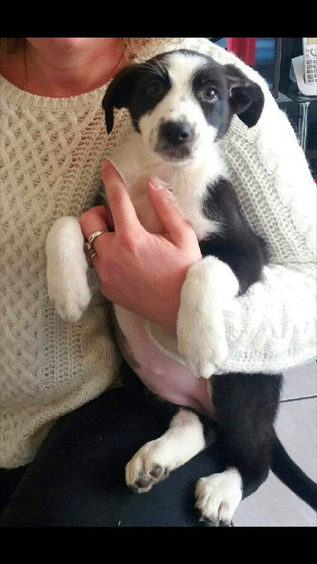 Mindy participe au concours pour gagner de l'argent avec cette photo : canidae, carnivore, comfort, companion_dog, dog, dog_breed, fawn, fur, mammal, nail, paw, puppy_love, sporting_group, tail, toy_dog