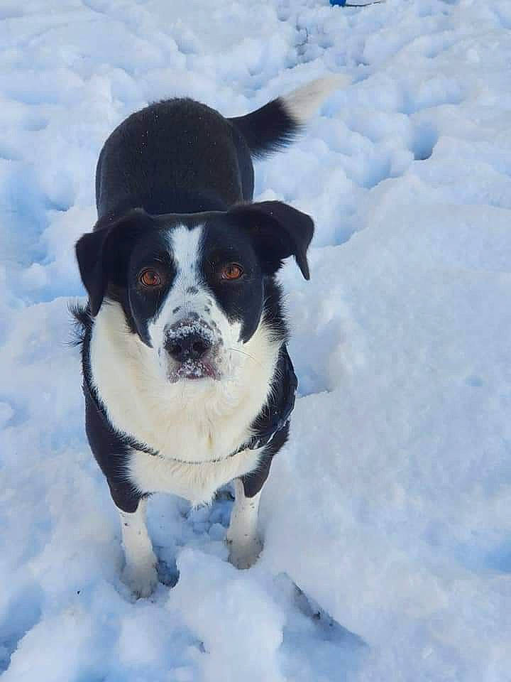 Mindy a rejoint le concours — aidez-le/la à gagner de superbes lots ! carnivore, collar, companion_dog, dog, dog_breed, dog_clothes, dog_collar, dog_supply, electric_blue, freezing, fur, paw, precipitation, puppy, snow, sporting_group, tail, winter, working_dog