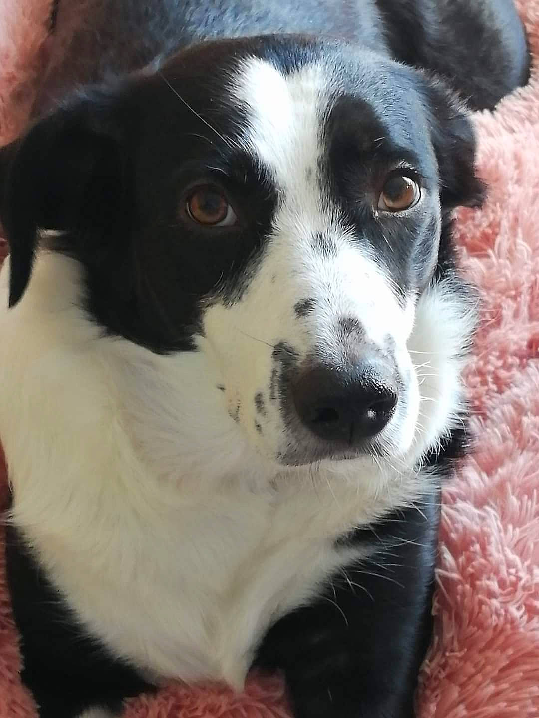 Mindy participe au concours pour gagner de l'argent avec cette photo : canidae, carnivore, collar, companion_dog, dog, dog_breed, fur, herding_dog, plant, snout, sporting_group, terrestrial_animal, whiskers, working_animal, working_dog