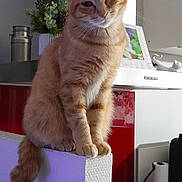 Daisy a rejoint le concours — aidez-le/la à gagner de superbes lots ! appliance, calendar, cat, countertop, curious, domestic, feline, fur, ginger_cat, household, indoor, kitchen, mammal, pet, plant, purple_wall, sitting, tabby, tail, white_wall