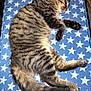 Sir Larmulous joined the competition — help win amazing prizes! abyssinian, accessories, americanflag, angora, animal, applique, cat, cushion, egyptiancat, flag, formalwear, furniture, homedecor, kitten, manx, pattern, person, pet, sleeping, tie