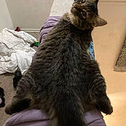 Sir Larmulous is registered to the contest to win money with this photo: abyssinian, animal, beverage, blanket, cat, coffee, coffeecup, cushion, document, egyptiancat, furniture, homedecor, indoors, kitten, laundry, manx, person, pet, receipt, sleeping