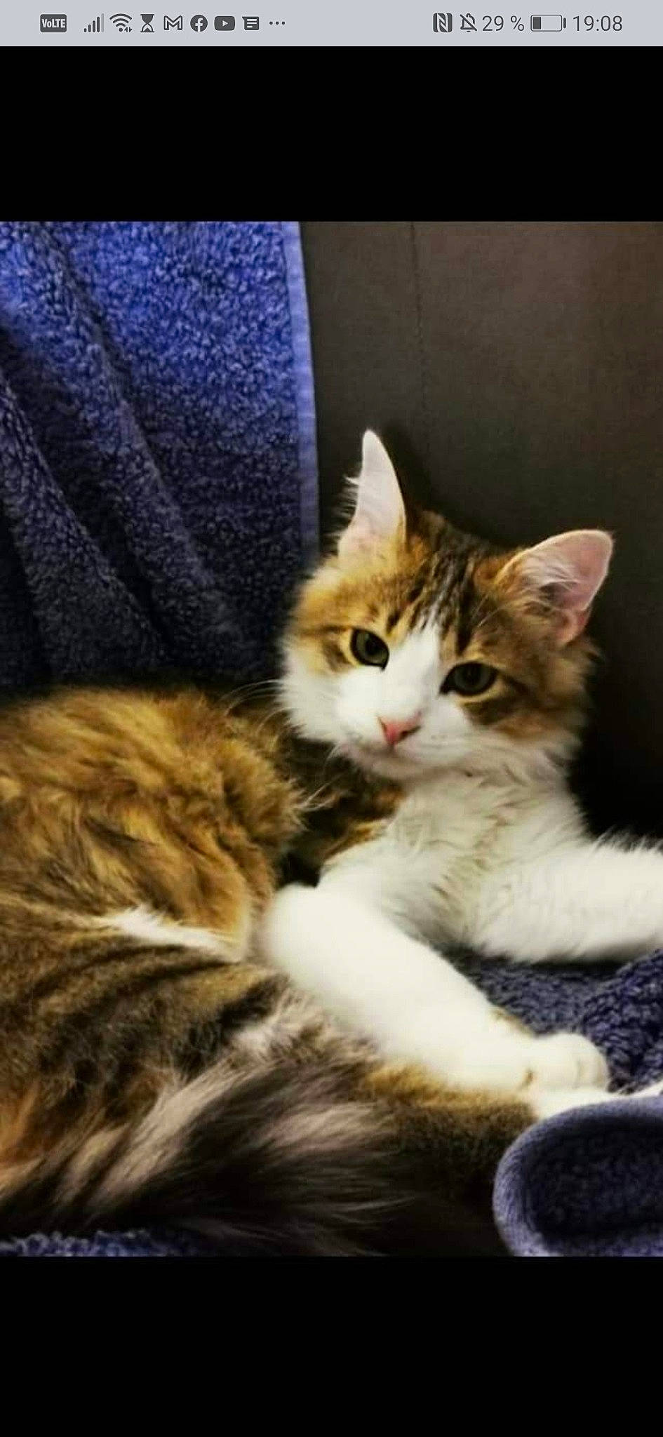 Really participe au concours pour gagner de l'argent avec cette photo : carnivore, cat, claw, comfort, domestic_short_haired_cat, felidae, fur, paw, sitting, sleeve, small_to_medium_sized_cats, snout, tail, terrestrial_animal, whiskers, wildlife