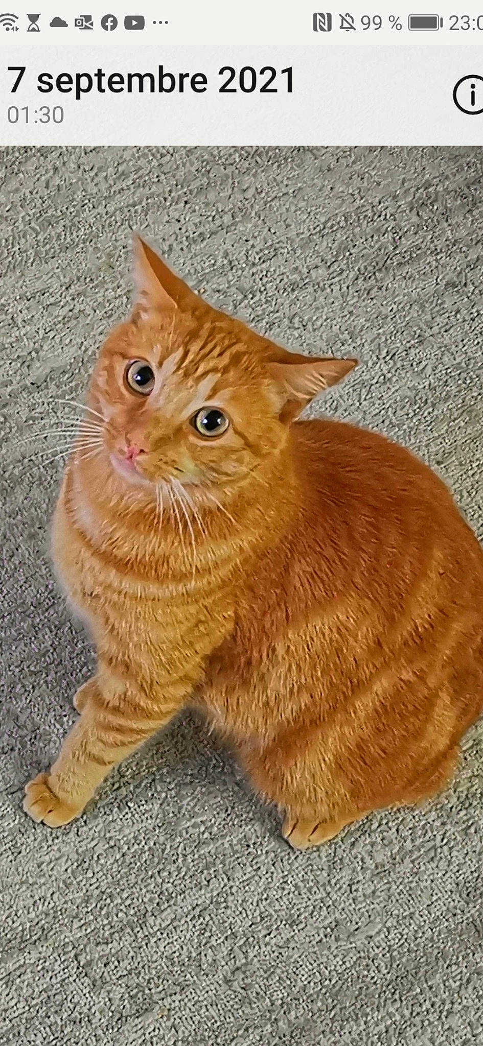 Owayn a rejoint le concours — aidez-le/la à gagner de superbes lots ! art, carnivore, cat, claw, domestic_short_haired_cat, fawn, felidae, flooring, fur, liver, paw, peach, small_to_medium_sized_cats, snout, tail, terrestrial_animal, whiskers, wood