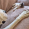 Stitch participe au concours pour gagner de l'argent avec cette photo : animal, brown, cat, companion, couch, cozy, cute, dog, friendship, fur, indoor, kitten, paw, peaceful, pet, relaxing, resting, small, soft, white