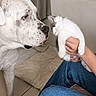 Stitch a rejoint le concours — aidez-le/la à gagner de superbes lots ! animal_face, blanket, blue_jeans, canine, close_up, cozy, curious, dog, domestic_animals, feline, floor_tiles, gentle, indoor, kitten, person_hand, pet_interaction, small_animal, spot_pattern, white_dog, white_kitten