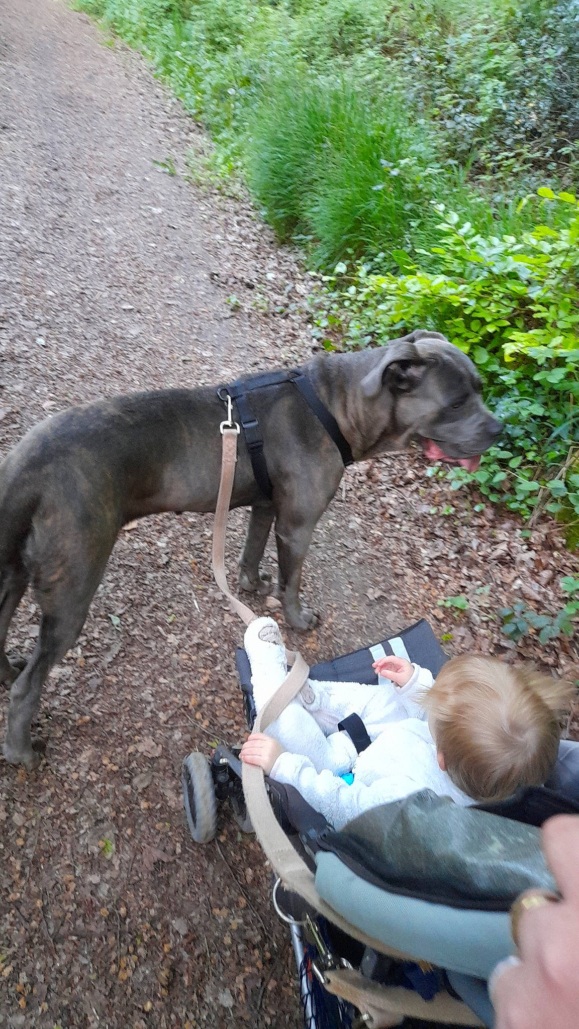 élyana a rejoint le concours — aidez-le/la à gagner de superbes lots ! adventure, baby, carnivore, collar, companion_dog, dog, dog_breed, dog_collar, dog_hiking, dog_supply, fawn, grass, guard_dog, leash, person, pet_supply, plant, sporting_group, tail, toddler