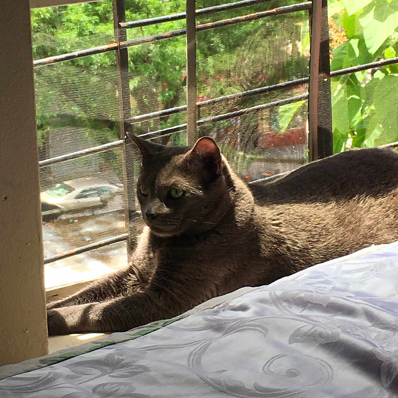 Smokey