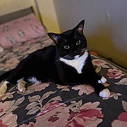 Poo Pito joined the competition — help win amazing prizes! cat, tuxedo_cat, black_and_white, pet, animal, bed, bedspread, floral_pattern, indoor, feline, relaxed, lying_down, cute, whiskers, paws, green_eyes, domestic_cat, cozy, curious, soft_lighting