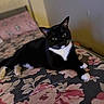 cat, tuxedo_cat, black_and_white, pet, animal, bed, bedspread, floral_pattern, indoor, feline, relaxed, lying_down, cute, whiskers, paws, green_eyes, domestic_cat, cozy, curious, soft_lighting