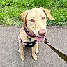 dog, tan_dog, pink_harness, pink_collar, leash, outdoor, grass, pavement, happy, tongue_out, pet, canine, nature, greenery, walking, animal, ears, cute, sitting, closeup