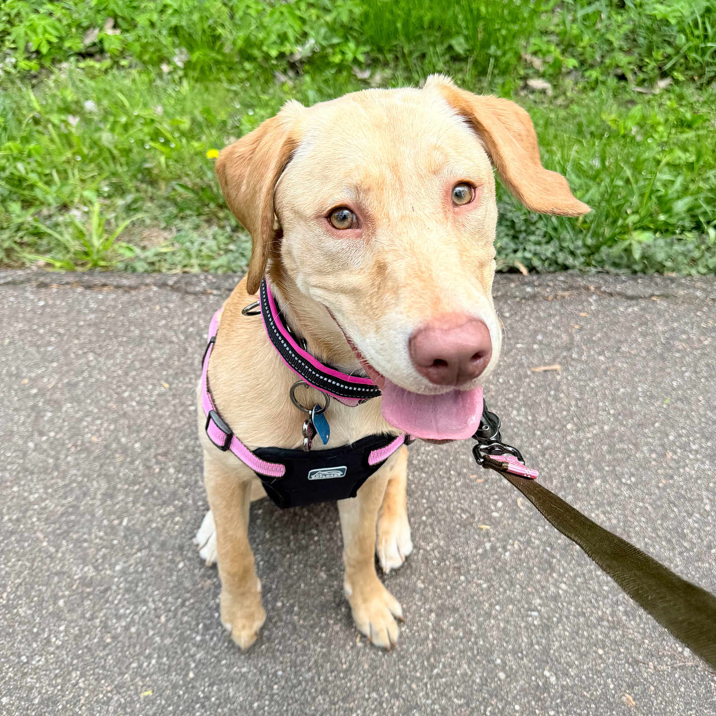 Chanel joined the competition — help win amazing prizes! dog, tan_dog, pink_harness, pink_collar, leash, outdoor, grass, pavement, happy, tongue_out, pet, canine, nature, greenery, walking, animal, ears, cute, sitting, closeup