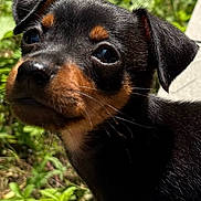 Alto a rejoint le concours — aidez-le/la à gagner de superbes lots ! puppy, dog, black, brown, close_up, outdoor, greenery, grass, young, pet, cute, animal, canine, side_view, sunlight, nature, small, fur, ears, curious