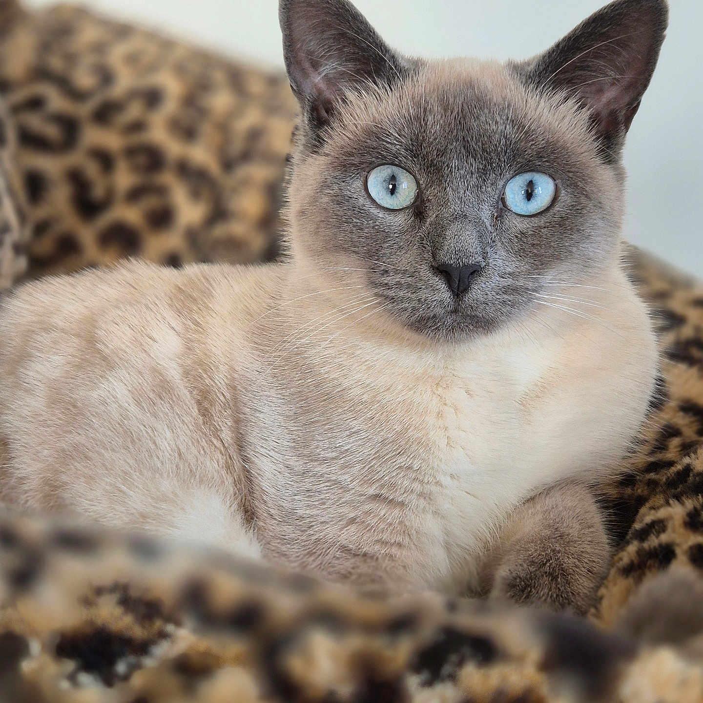 Zala