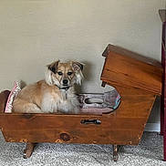 Coco is registered to the contest to win money with this photo: dog, wooden_cradle, indoor, carpet, wall, pet, furniture, tan_dog, white_fur, collar, relaxed, cozy, home, floor, curious, small_dog, resting, domestic_animal, animal, cute