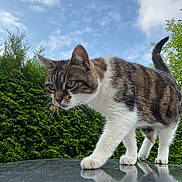Minette joined the competition — help win amazing prizes! animal, cat, close_up, clouds, curious, daylight, exploration, focus, fur, greenery, mammal, nature, outdoor, pet, reflection, sky, tabby_cat, walking, whiskers, white_paws